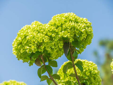 fresh green hydrangea fl