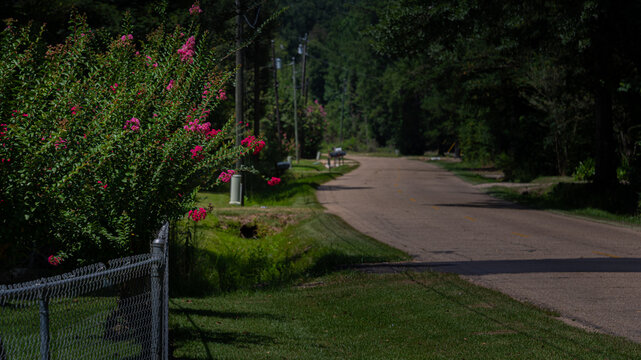 A quiet country road lined with pink and red flowering Crepe Myrtles on one side and lush green trees on the other. The serene landscape suggests a peaceful rural setting.