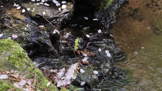 Cherry blossoms drift through a mossy stream, gentle and serene.