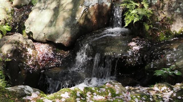 Cherry blossom petals on a rocky stream.