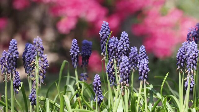 Purple grape hyacinth flowers in garden.