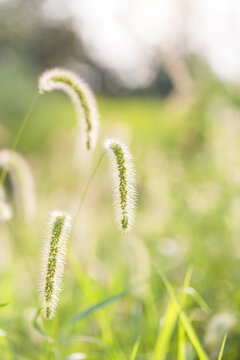 Close-up of curved foxtail grass seed heads in a blurred green natural outdoor setting, showing delicate texture.