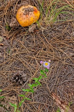 Closeup of an orange Horse Mushroom, Agaricus arvenis on the forest floor just breaking through the dirt. A flower is in the foreground. Schultz Creek Trail, Flagstaff, Arizona.