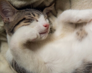 cat lying on the bed © Elizabeth