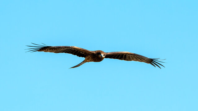 Brown kite raptor bird flying with wings fully spread across blue sky, showing wildlife, soaring flight, predator behavior, freedom and powerful aerial motion