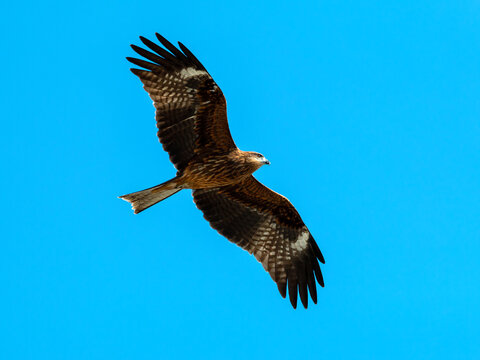 Brown bird of prey flying with wings fully spread against bright blue sky, showing raptor flight, freedom, wildlife, hunting instinct, soaring motion and nature