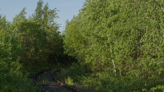 Overgrown abandoned railway tracks curving into green forest