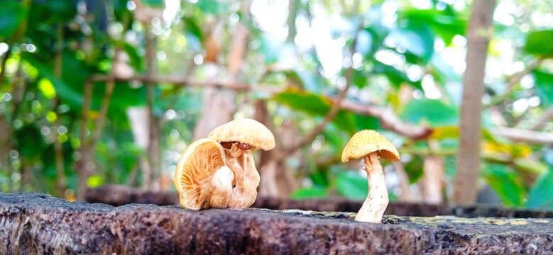 Hongos, en el refugio nacional mixto de vida silvestre Gandoca-Manzanillo