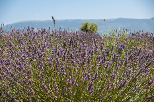 Lush Lavender Fields in Bloom Under Clear Blue Sky