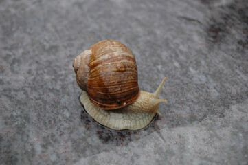 Close-Up View of a Brown Garden Snail on Surface © VGV