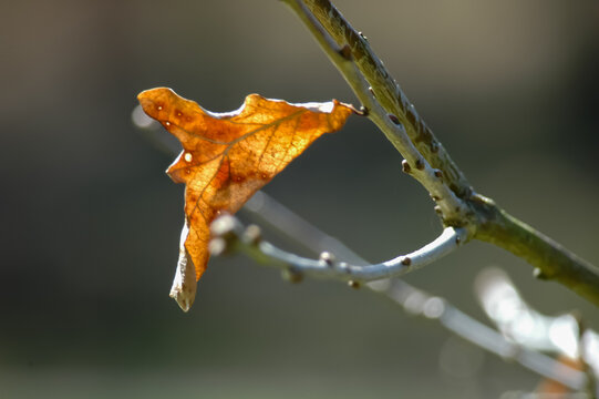 Autumn Leaves on Branch Under Natural Light