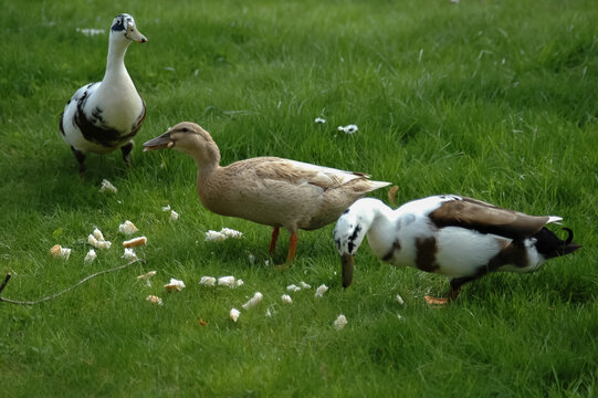 Diverse Ducks Feeding on Grass in Meadow