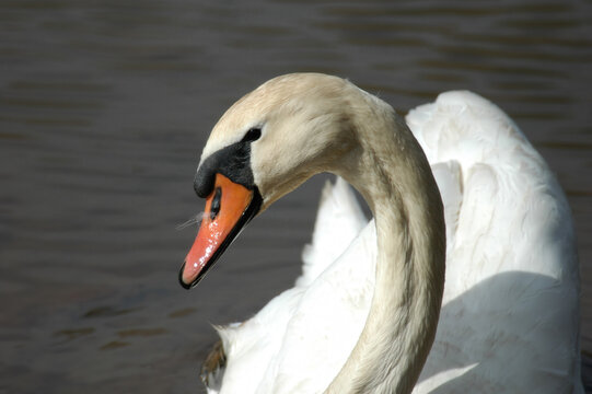 Elegant Mute Swan Gliding Gracefully on Water
