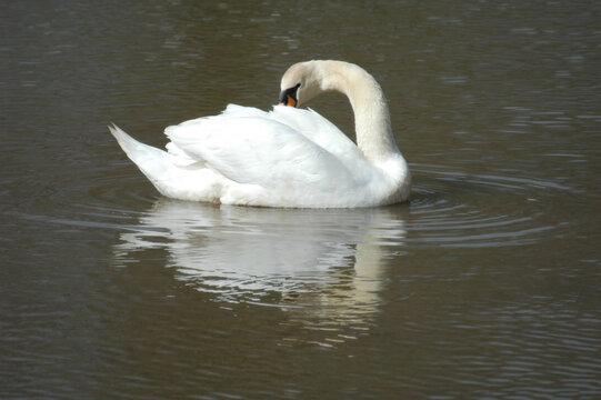 Elegant White Swan Preening on Tranquil Lake Surface