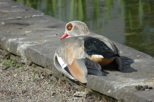 Manderin Duck Resting by the Waters Edge