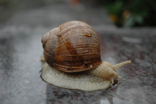 Snail Slowly Gliding Across a Wet Surface