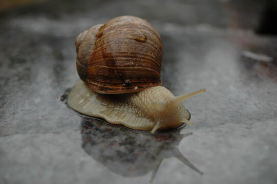 Snail Crawling on a Wet Stone Surface
