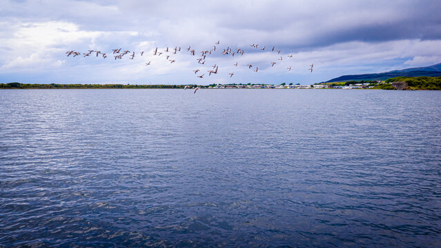 Geese Flying Over Haverigg Coastal Waters with Lakeland Fells in Cumbria