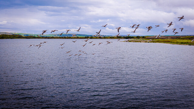 Geese Flying Over Haverigg Coastal Waters with Lakeland Fells in Cumbria