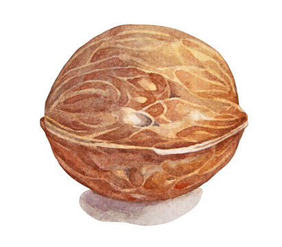Watercolor walnut in shell with shadow isolated on white background. Brown beige botanical clipart with realistic texture for menu or cookbook and kitchen. Healthy nature food and organic product
