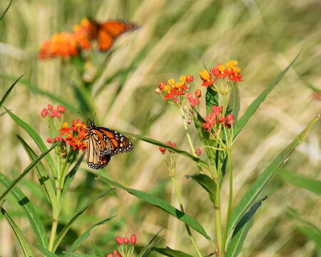 Two Monarchs on Milkweed With Copy Space