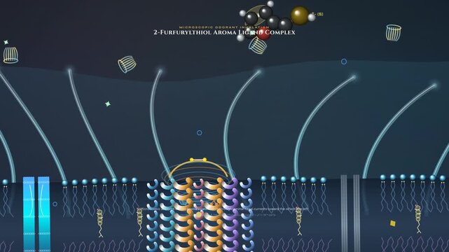 Detailed molecular animation of an olfactory receptor binding process, showing 2-furfurylthiol aroma ligand complex activating a GPCR, leading to ionic depolarization and scent recognition