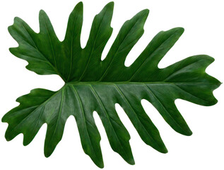 Large green tropical philodendron leaf on black backdrop. © Iswatun