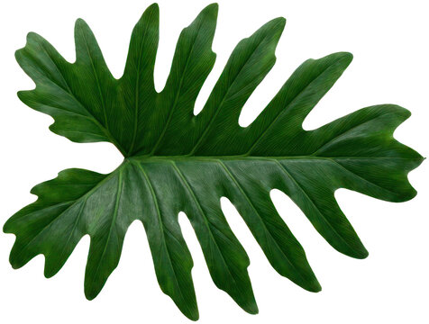Large green tropical philodendron leaf on black backdrop.