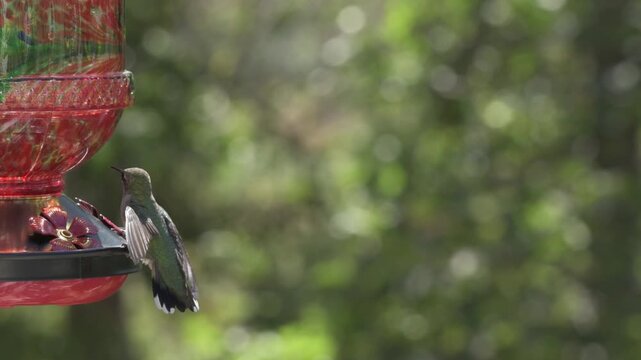 hummingbird feeding on feeder