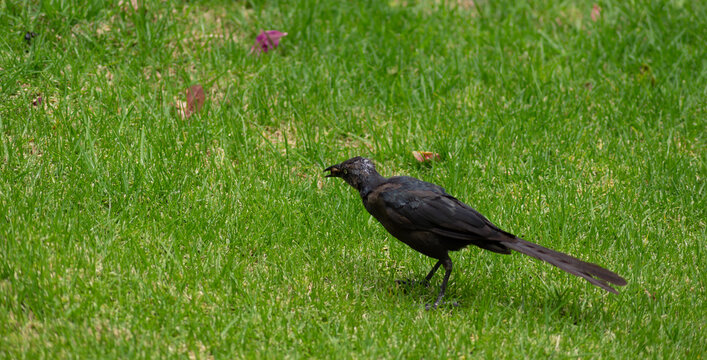 The great-tailed grackle or Mexican grackle is a medium-sized, highly social passerine bird native to North and South America.