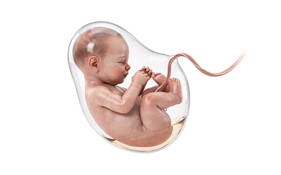 Realistic fetus in uterus with umbilical cord and amniotic solated on transparent background