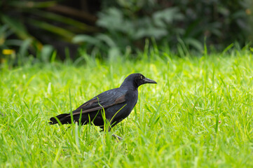 Fototapeta premium The great-tailed grackle or Mexican grackle is a medium-sized, highly social passerine bird native to North and South America.