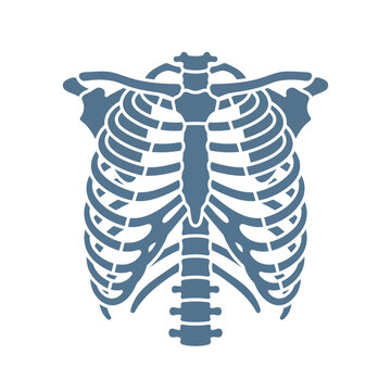 Anatomical human rib cage and thoracic spine illustration for medical education and science