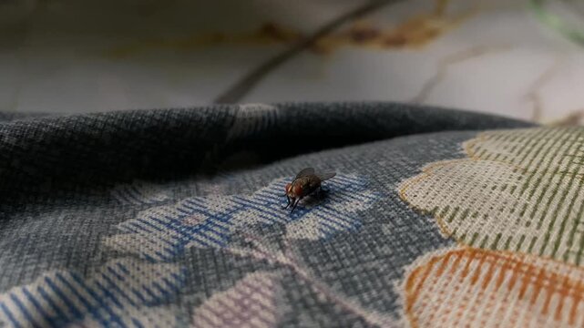 Housefly Resting On Patterned Fabric Surface. - closeup shot
