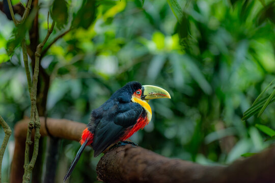 Colorful Aracari perched on a branch