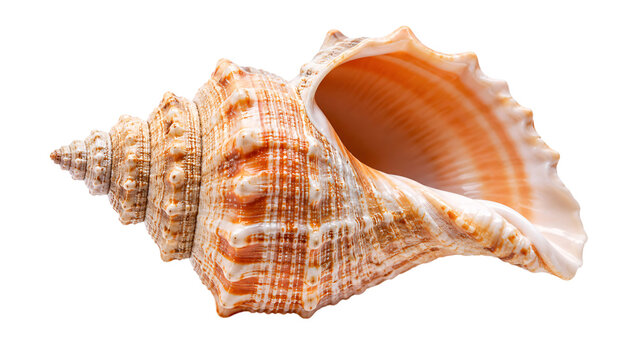 Detailed spiral seashell with orange and beige tones on black background, solated on transparent background