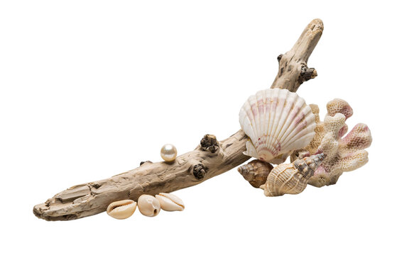 Driftwood with seashells, cowrie shells, and pearl on black background, solated on transparent background