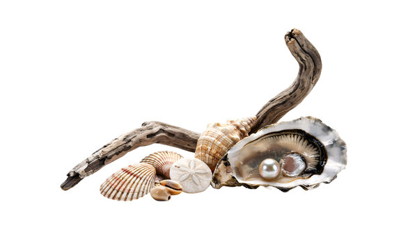 Open oyster with pearl on driftwood surrounded by seashells and sand dollar solated on transparent background