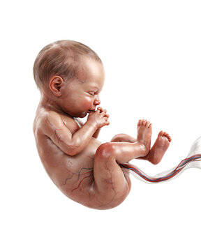 Realistic 3d rendering of a human fetus in the womb solated on transparent background