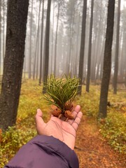 Hand holding pine cones in misty coniferous forest in Saskatchewan, Canada © jithani