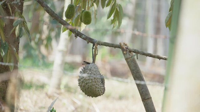 Durian Tree Bearing Ripe Tropical Fruits