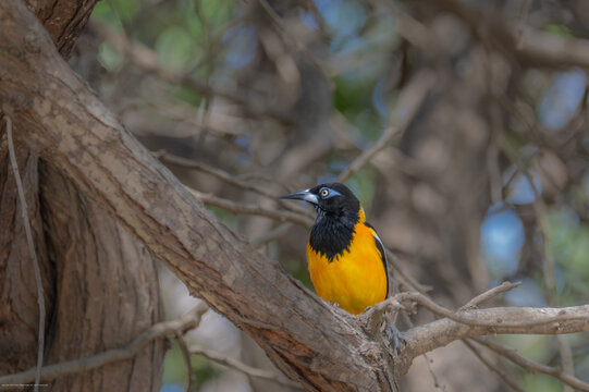 Troupial (oriole) in a tree - Aruba