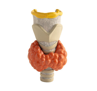 thyroid gland human anatomy model isolated on white background.
