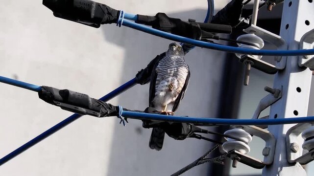 Close up of a wild Sparrowhawk bird of prey resting on one leg on an urban electrical power line and insulator during daytime.