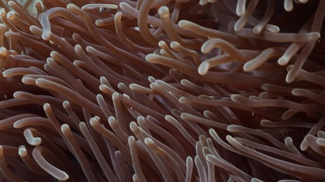 Close up of a vibrant clownfish swimming in sea anemone tentacles underwater