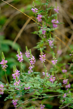 Purple flowers bloom in soft clusters