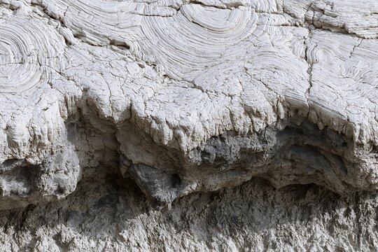 Closeup of ancient petrified wood trunk with swirling