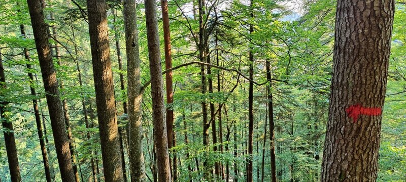 bamboo forest background