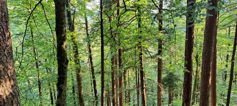 trees in the forest