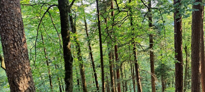 trees in the forest